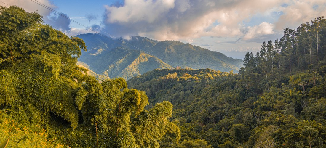 Panoramablick auf die Blue Mountains, Jamaika – grüne Berglandschaft mit dichter Vegetation.