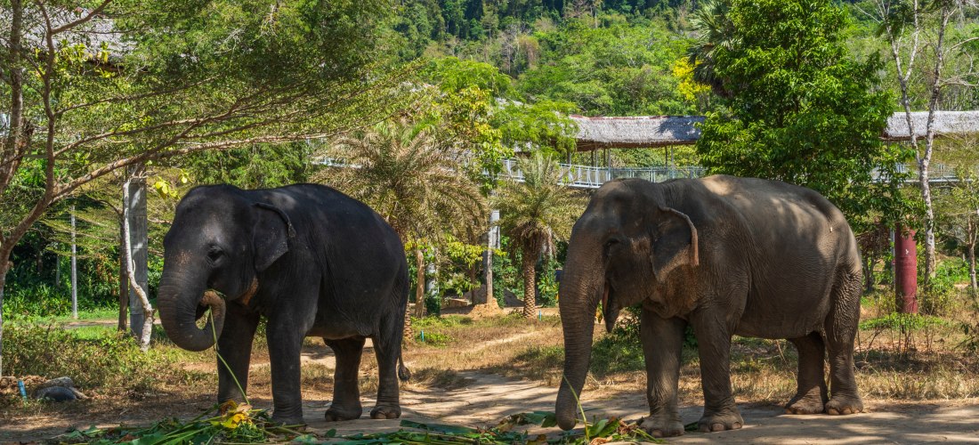 Zwei Elefanten im Elefantenschutzgebiet Phuket beim Fressen – verantwortungsvoller Tourismus in Thailand
