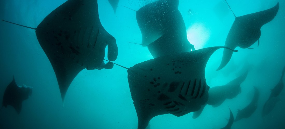 Gruppe von Mantarochen im kristallklaren Wasser des Baa-Atolls auf den Malediven, beliebtes Ziel zum Tauchen und Schnorcheln