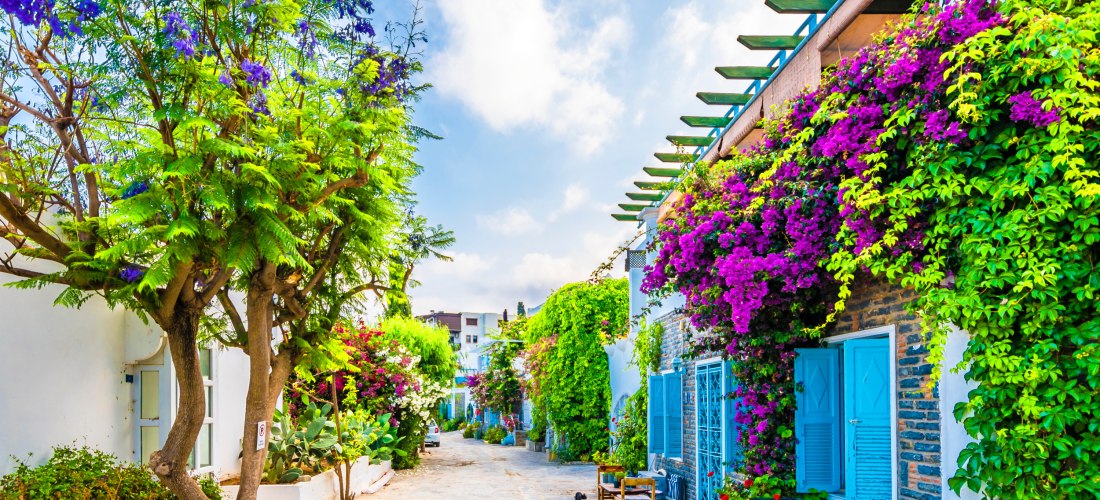 Romantische Gasse in Bodrum mit weiß getünchten Häusern, blauen Fensterläden und blühenden Bougainvillea