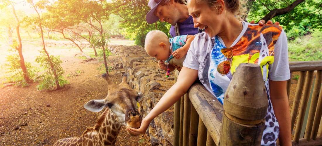 Dieses Bild zeigt eine glückliche Familie in einem Tierpark oder einer Safari-Umgebung. Eine Frau mit Sonnenbrille auf ihrem Shirt streckt ihre Hand aus und füttert eine junge Giraffe. Sie lächelt, während ihr Partner, der ein Baby auf dem Arm hält, ebenf