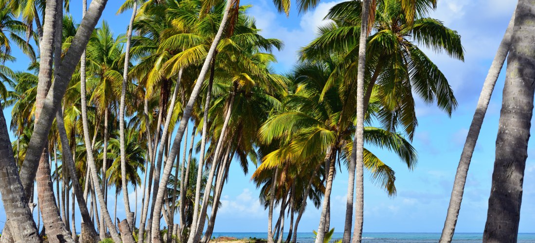 Tropischer Pfad zwischen Palmen am Strand von Las Terrenas mit Blick auf das blaue Meer in der Dominikanischen Republik