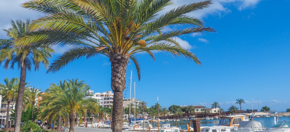 Promenade am Yachthafen von Port d’Alcúdia auf Mallorca. Entlang der Hafenpromenade stehen Palmen mit dichten, grünen Wedeln und gepflegte Grünanlagen. Rechts im Bild liegen Boote und Yachten am Kai, dahinter ist das ruhige Wasser der Bucht zu sehen. Im H