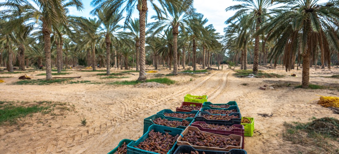 Dattelplantage, im Vordergrund Kisten mit Datteln, im Hintergrund Dattelpalmen