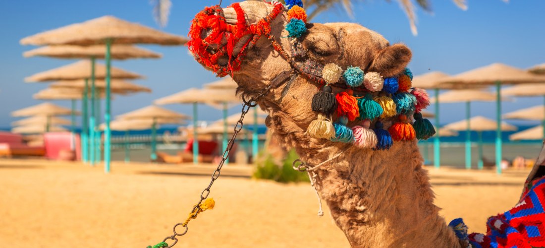 Ein geschmücktes Kamel mit bunten Quasten und einer kunstvoll verzierten Decke steht am Sandstrand. Im Hintergrund stehen Strohdach-Sonnenschirme und Palmen, dahinter das türkisfarbene Meer unter blauem Himmel.