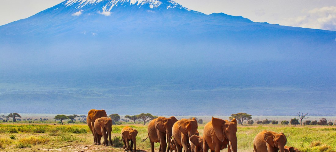 Elefantenherde im Amboseli-Nationalpark Kenia mit Kilimandscharo im Hintergrund – Safari