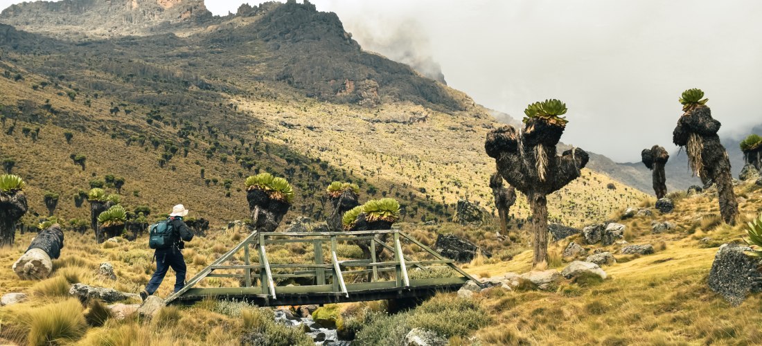 Wanderer im Mount Kenya Nationalpark Kenia zwischen Lobelien und Bergen – Trekkingparadies