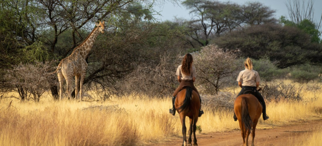 Safari-Szene in der Savanne: Zwei Personen reiten auf Pferden einen staubigen Pfad entlang, umgeben von hohem, goldgelbem Gras und Akazienbäumen. Links steht eine Giraffe halb im Gebüsch. Ruhige, spätnachmittägliche Stimmung.