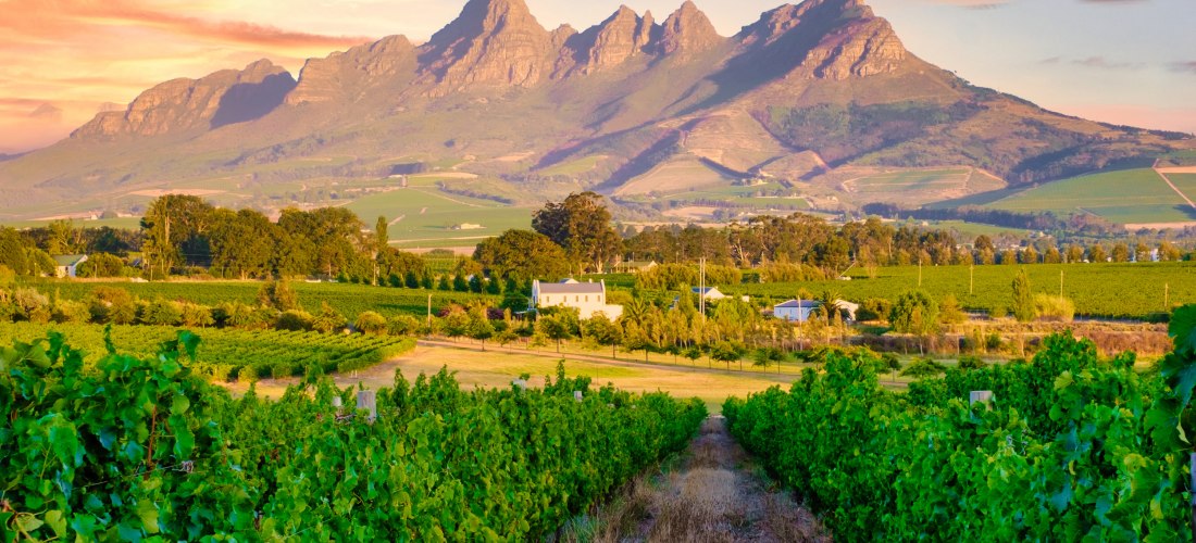 Weinberge in Südafrika bei Sonnenuntergang. Im Vordergrund grüne Rebzeilen, im Hintergrund ein Tal mit verstreuten Häusern und eine markante Gebirgskette in warmem Licht.