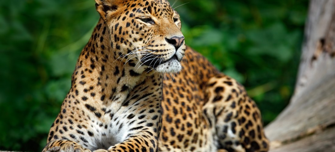 Ein Leopard liegt entspannt auf einem Baumstamm vor dunkelgrünem, verschwommenem Hintergrund. Das Tier schaut aufmerksam zur Seite. Sein gold-braunes Fell mit schwarzen Flecken ist gut sichtbar. Die Szene wirkt ruhig und majestätisch.