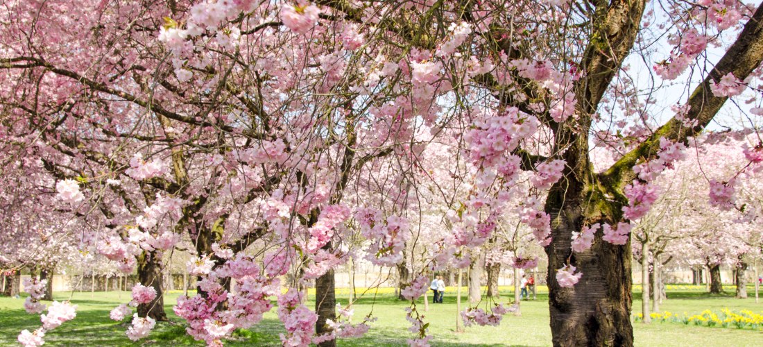 Zahlreiche blühende Kirschbäume mit dichten, rosafarbenen Blüten in einem gepflegten Park. Die Zweige hängen tief über eine grüne Rasenfläche, auf der vereinzelt Menschen spazieren oder die Blüten bewundern. Die Szene strahlt Frische, Frühling und Lebendi