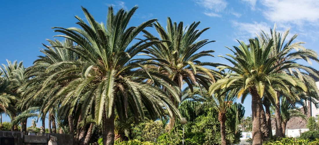 Üppiger Palmengarten in San Agustín auf Gran Canaria mit blühender Vegetation und blauem Himmel