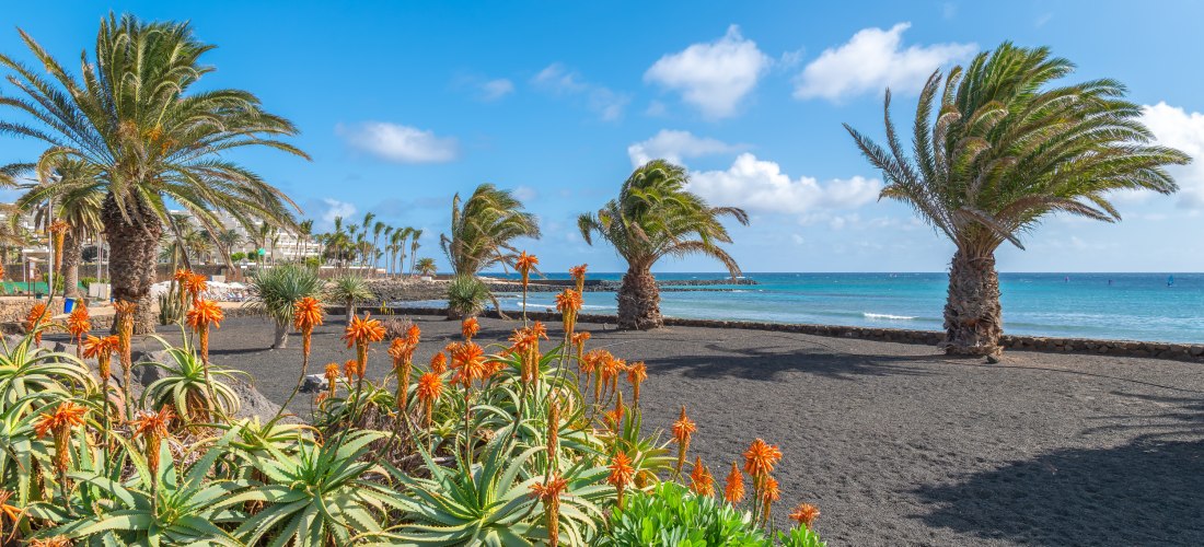 Strand von Costa Teguise auf Lanzarote mit Palmen, schwarzem Lavasand und Blick auf den Atlantik.