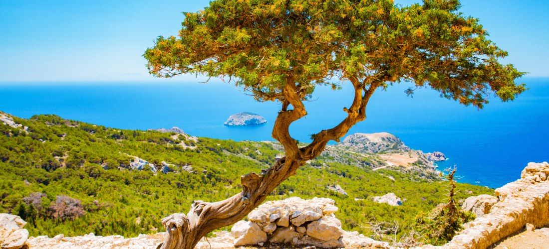 Ein markant geformter, einzelner Baum mit knorrigem Stamm steht am Rand eines Hügels auf Rhodos. Im Hintergrund breitet sich eine grüne Hügellandschaft aus, die in das tiefblaue Meer übergeht. Am Horizont sind eine kleine Insel und das endlose Meer unter 