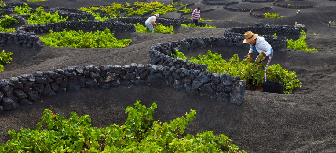Arbeiter bei der Weinlese in La Geria auf Lanzarote zwischen grünen Reben in Lavagruben mit Trockensteinmauern.