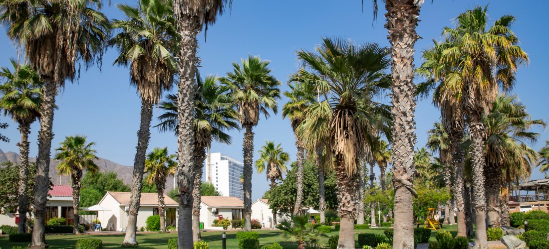 Park mit hohen Palmen im Sandy Beach Hotel and Resort am Golf