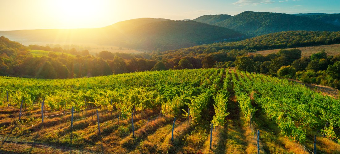 Weite grüne Weinberge im sanften Abendlicht, eingefasst von bewaldeten Hügeln. Die tief stehende Sonne wirft lange Schatten auf die gepflegten Rebstöcke und färbt den Himmel goldorange