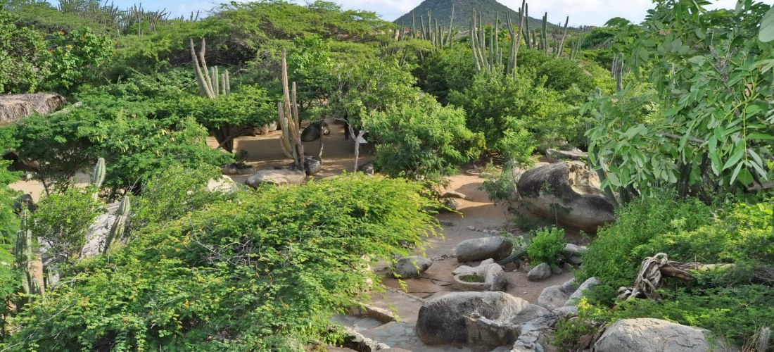 Grüne, trockene Landschaft mit Kakteen, Felsen und Sträuchern auf Aruba. Im Hintergrund erhebt sich der markante Hooiberg-Hügel unter blauem Himmel.