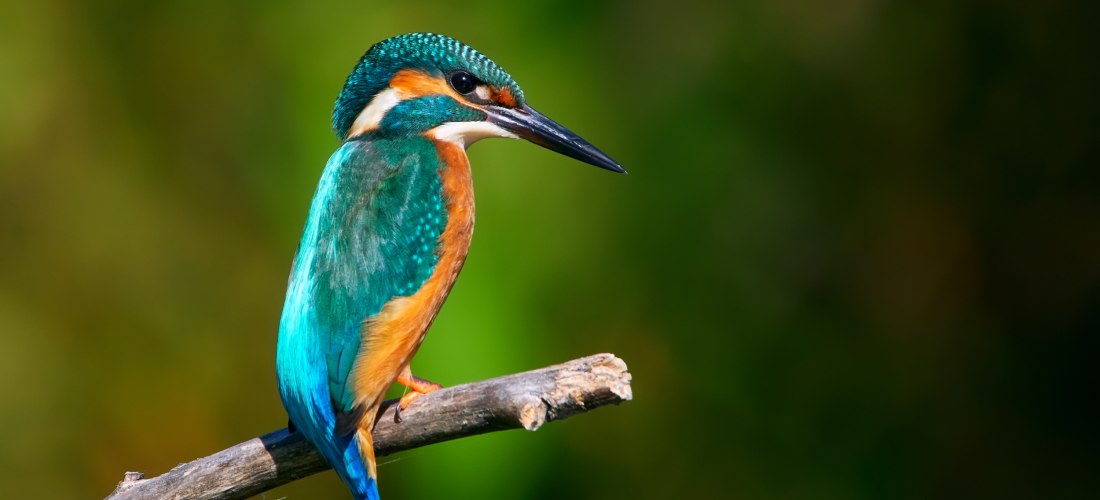 Nahaufnahme eines Eisvogels auf einem Ast in den Mangroven von Fujairah, Vereinigte Arabische Emirate. Bunte Federn in Blau und Orange – Symbol der artenreichen Vogelwelt der Region.