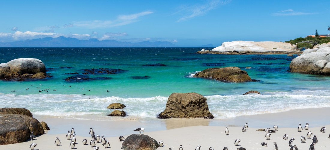 Zahlreiche Afrikanische Pinguine tummeln sich am weißen Sandstrand von Boulders Beach in Südafrika. Im Hintergrund ist das türkisfarbene Meer mit vereinzelten Algenfeldern zu sehen, eingerahmt von großen Felsbrocken.