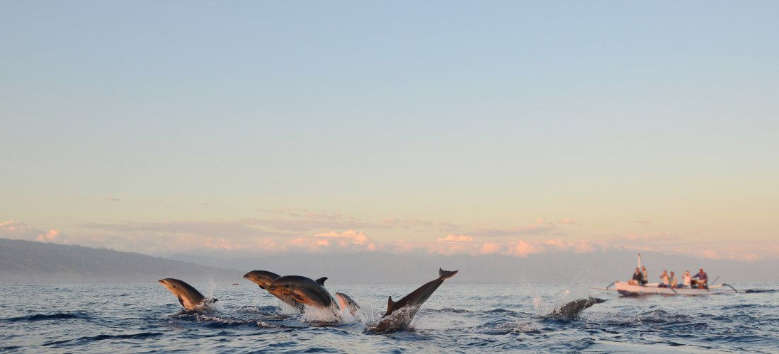 Gruppe von Delfinen, die bei Sonnenaufgang vor Lovina auf Bali aus dem Wasser springen, im Hintergrund traditionelle Boote mit Touristen