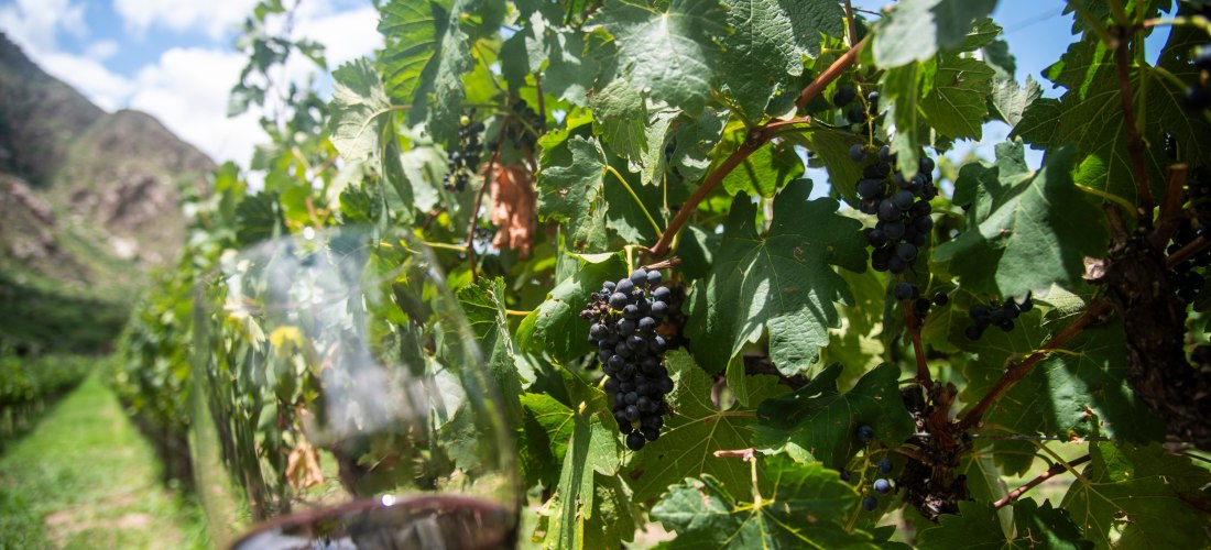 Ein Glas Rotwein im Vordergrund, mit einem sonnenbeschienenen Weinberg voller grüner Reben und reifender Trauben im Hintergrund