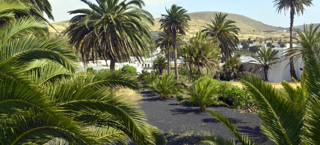 Palmenhain im Tal von Haría auf Lanzarote mit schwarzem Lavaboden und Bergen im Hintergrund.