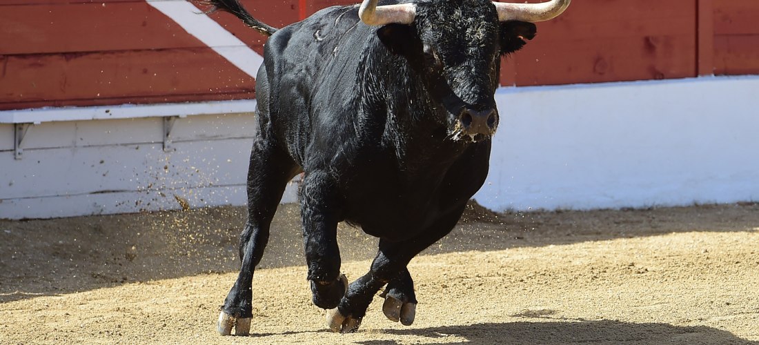 Ein schwarzer Stier rennt durch eine Stierkampfarena mit sandigem Boden, im Hintergrund rote Holzwand und Zuschauer