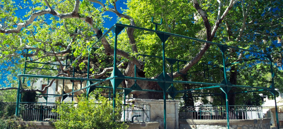 Große, alte Platane mit breiter Krone und grünem Stützgerüst. Der Baum steht auf einem historischen Platz mit Steinmauer und Brunneneinfassung