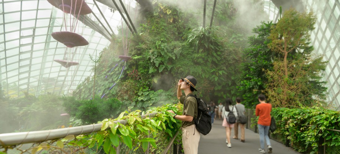 Eine Person mit Hut und Rucksack steht auf einem Steg im 'Cloud Forest' in Singapur. Umgeben von dichter tropischer Vegetation und künstlichem Nebel blickt die Person fasziniert auf die grüne Wand eines vertikalen Gartens unter einer hohen Glaskuppel.