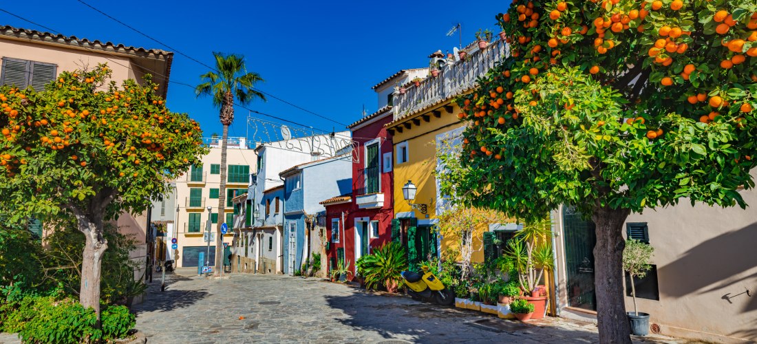 Bunte Häuserfassaden an einer engen Kopfsteinpflasterstraße auf Mallorca. Links und rechts stehen Orangenbäume mit reifen Früchten, die leuchtend orange zwischen dem satten Grün der Blätter hervorscheinen. Im Hintergrund sieht man weitere mediterrane Gebä
