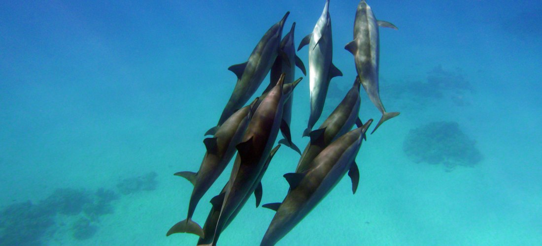 Eine Gruppe von acht Delfinen schwimmt dicht nebeneinander in klarem, türkisblauem Wasser. Die Tiere gleiten elegant durch das Meer und spiegeln das Sonnenlicht auf ihren Rücken. Die Szene wirkt ruhig, faszinierend und zeigt die Schönheit der Meereswelt i