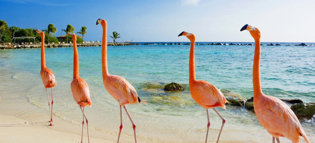 Fünf rosafarbene Flamingos stehen auf dem hellen Sandstrand einer tropischen Insel und blicken zum türkisfarbenen Meer. Im Hintergrund Palmen, flache Wellen und ein Steindamm am Horizont. Die Szene wirkt ruhig und sonnig, mit leicht bewölktem Himmel.