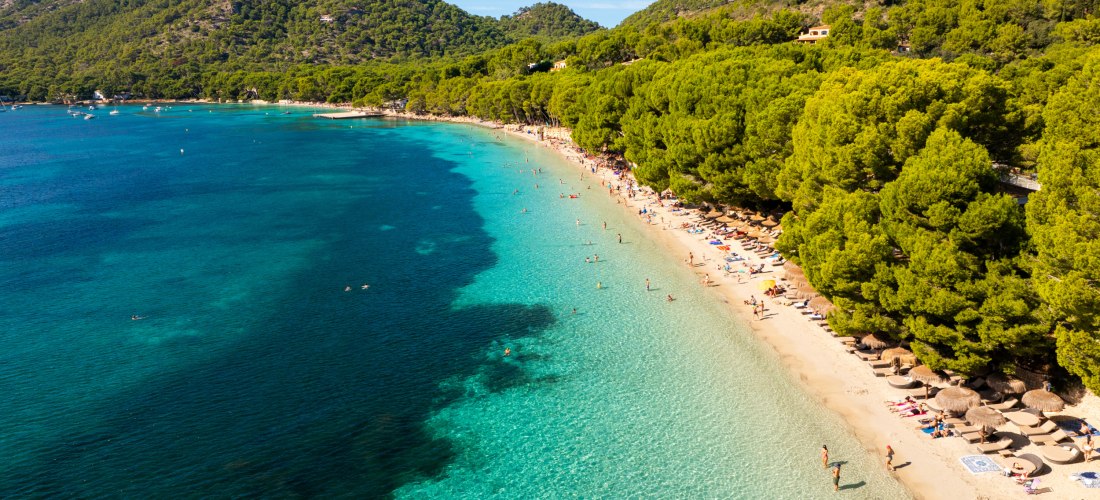 Luftaufnahme der Platja de Formentor auf Mallorca. Ein langer, heller Sandstrand zieht sich entlang einer türkisblauen Bucht. Am Ufer reihen sich Pinienwälder, die bis an den Strand reichen, und bieten natürlichen Schatten. Sonnenliegen und Schirme stehen