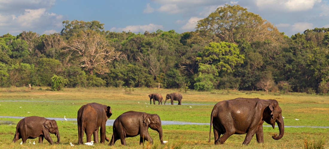 Gruppe von wilden Elefanten beim Grasen im Minneriya Nationalpark in Sri Lanka mit grüner Landschaft und blauem Himmel
