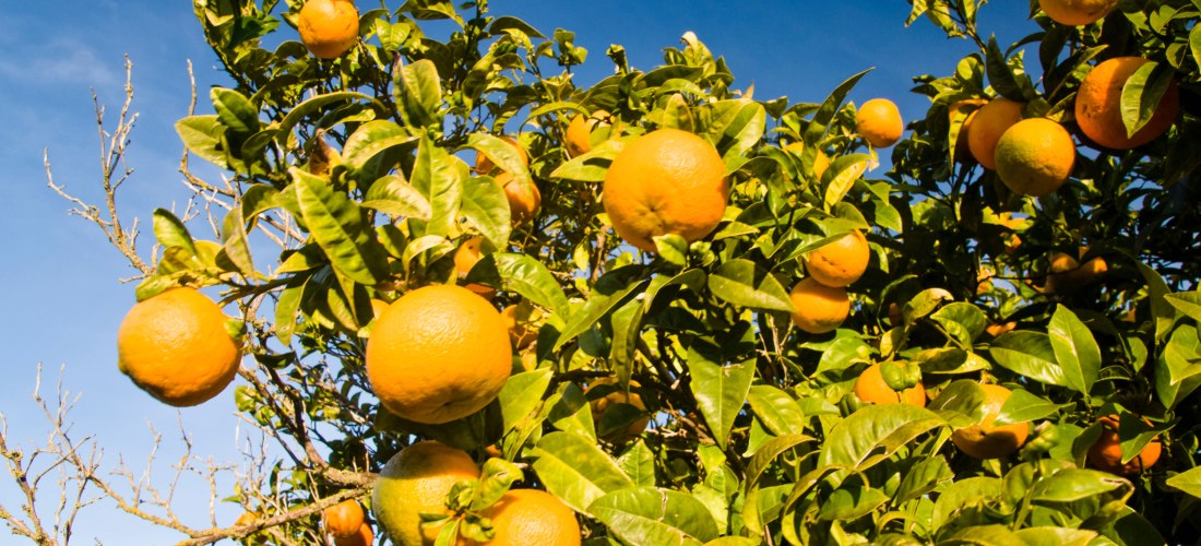 Nahaufnahme eines Orangenbaums mit reifen, leuchtend orangefarbenen Früchten zwischen grünen Blättern vor blauem Himmel.
