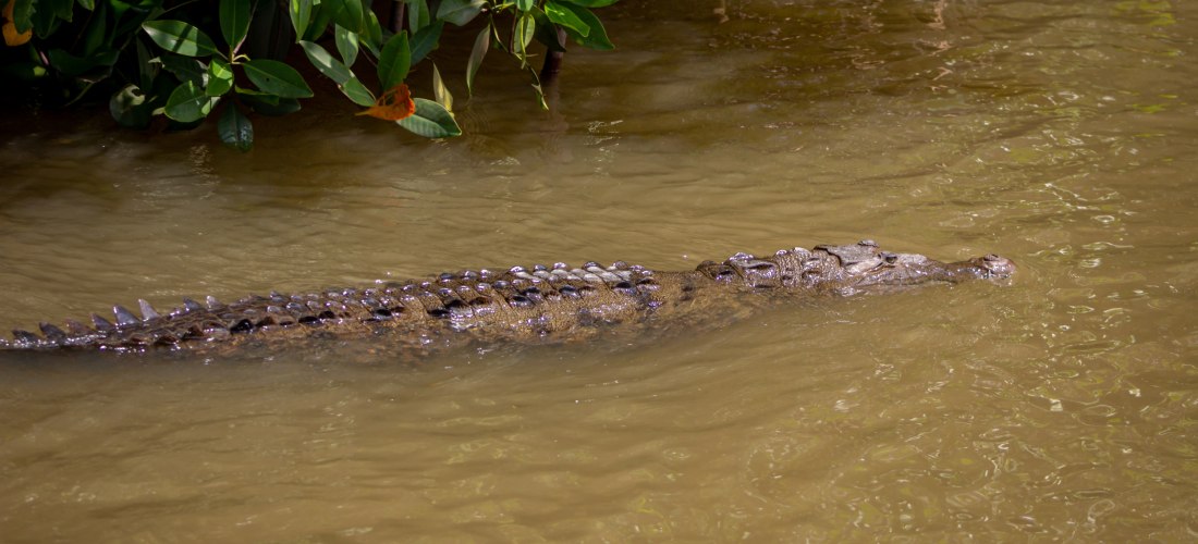 Krokodil gleitet durch braunes Flusswasser nahe Mangroven – tropischer Lebensraum in freier Natur.