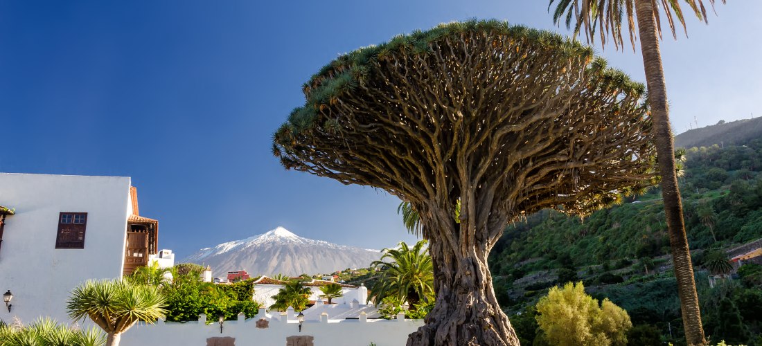 Der berühmte Drachenbaum Drago Milenario in Icod de los Vinos mit Blick auf den Teide auf Teneriffa