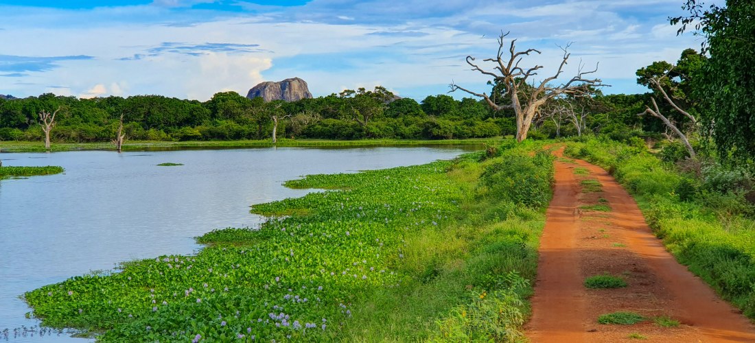 Safari-Piste mit roter Erde entlang eines Sees im Kaudulla Nationalpark in Sri Lanka mit Blick auf den Sigiriya-Felsen im Hintergrund