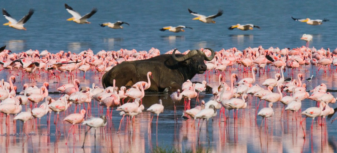Afrikanischer Büffel zwischen Flamingos im Lake Nakuru Nationalpark Kenia – Safari Erlebnis