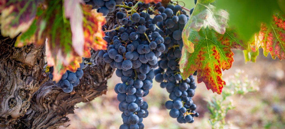 Reife dunkelblaue Weintrauben hängen an einem knorrigen Weinstock, umgeben von bunten, herbstlich gefärbten Weinblättern