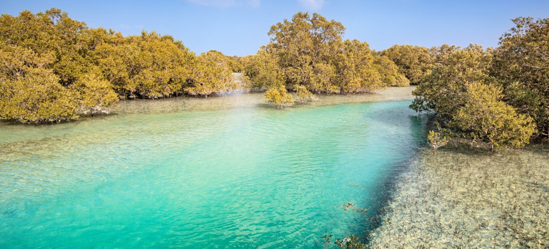Mangrovenbäume im türkisblauen Wasser in Abu Dhabi unter blauem Himmel