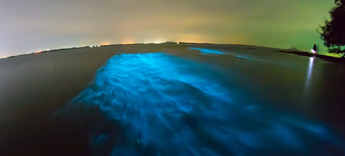 Ein faszinierendes Naturschauspiel: Biolumineszentes Plankton lässt das Meer in einem leuchtenden Blau erstrahlen.              Das geheimnisvolle Lichtspiel entsteht durch Bewegung im Wasser und verwandelt die Nacht in ein magisches Erlebnis.