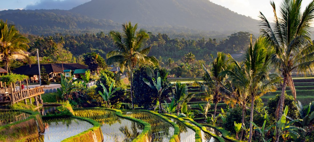 Blick auf sattgrüne Reisterrassen auf Bali in den frühen Morgenstunden. Die Reisfelder spiegeln das Licht der aufgehenden Sonne, während im Hintergrund der majestätische Vulkan Gunung Agung von einer Wolkenhaube umgeben ist. Palmen und tropische Vegetatio