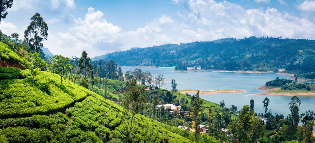 Grüne Teeplantagen in Sri Lanka ziehen sich über sanfte Hügel bis zu einem großen See. Dazwischen verstreute Häuser, Bäume und ein weiter Blick auf bewaldete Berge. Die Szene zeigt tropische Natur, Landwirtschaft und landschaftliche Vielfalt.