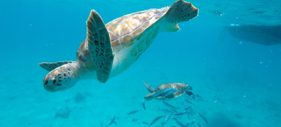Zwei Meeresschildkröten schwimmen elegant im klaren, blauen Ozean. Eine Schildkröte ist im Vordergrund gut zu erkennen, während die zweite von einem Schwarm silberner Fische begleitet wird. Im Hintergrund ist unscharf ein Boot zu erkennen, das teilweise i