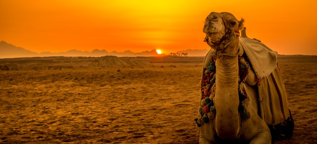 Ein Kamel sitzt in der Wüste bei Sonnenuntergang. Der Himmel leuchtet in intensiven Orange- und Gelbtönen. Im Hintergrund sind die Umrisse von Palmen und Bergen zu erkennen. Das Kamel trägt eine traditionelle, bunte Decke mit Troddeln und blickt ruhig in 