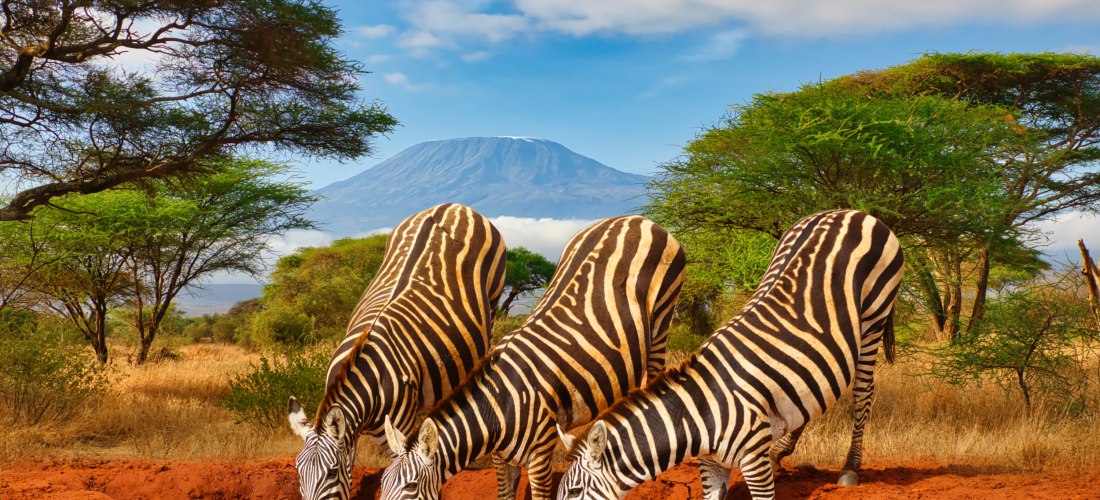 Zebras trinken an einem Wasserloch mit Kilimandscharo im Hintergrund – Safari in Tansania, Ostafrika, Natur und Tierbeobachtung.