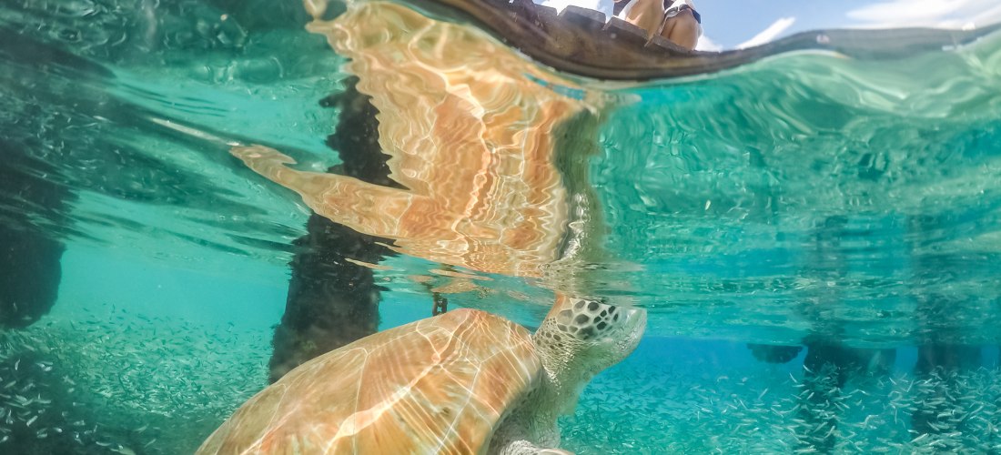 Eine große Meeresschildkröte schwimmt unter der Wasseroberfläche in kristallklarem, türkisfarbenem Meer. Oberhalb des Wassers sitzt eine Frau auf einem Steg und fotografiert die Schildkröte. Kleine Fischschwärme sind unter Wasser zu sehen, das Licht brich