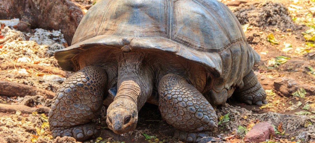 Riesige Aldabra-Schildkröte auf Prison Island vor Sansibar, Nahaufnahme des gepanzerten Tiers am Boden.